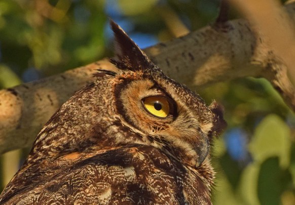 owl eye dk lt (1)